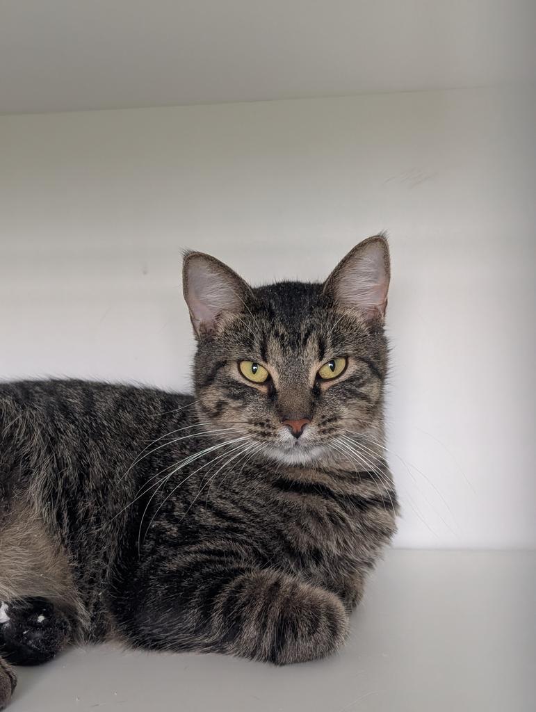 Enlarge Jasper, a Adoptable mixed breed in Greenfield, IN image 6/6