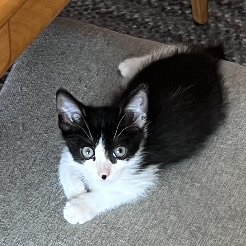 Principino — thumbnail 2