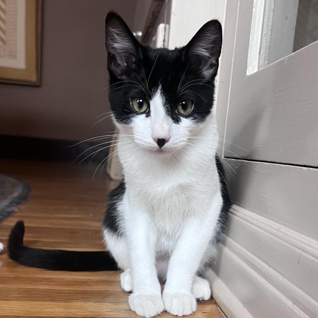 Principino — thumbnail 3