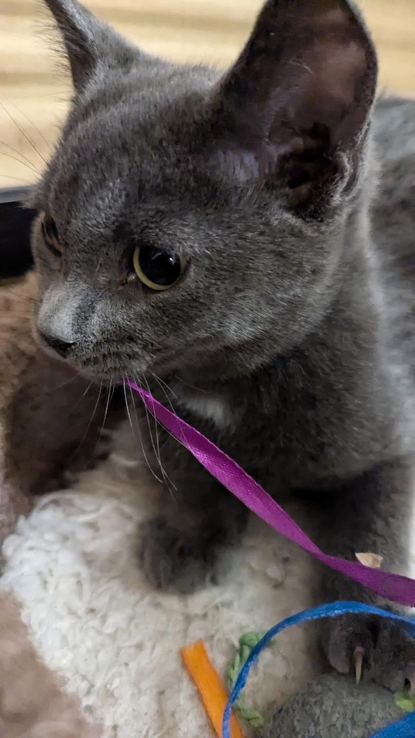 Dumpling, a ADOPTABLE Domestic Short Hair in Noblesville, IN image 5/5