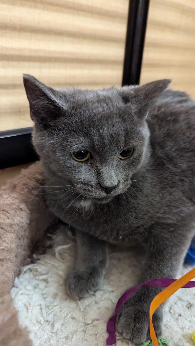 Dumpling, a ADOPTABLE Domestic Short Hair in Noblesville, IN image 4/5