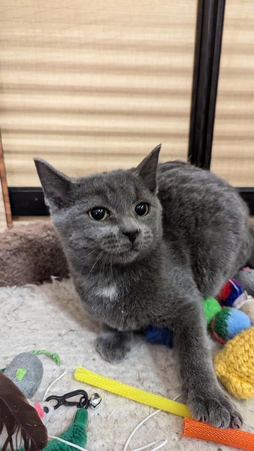 Dumpling, a ADOPTABLE Domestic Short Hair in Noblesville, IN image 2/5