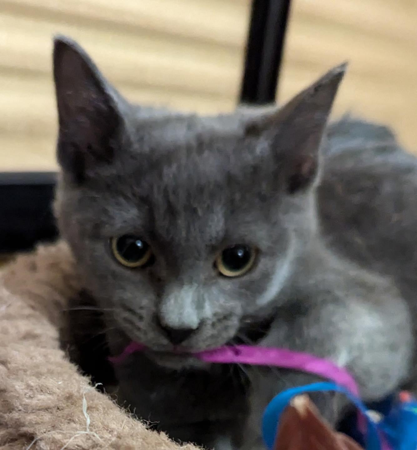 Dumpling, a ADOPTABLE Domestic Short Hair in Noblesville, IN image 1/5