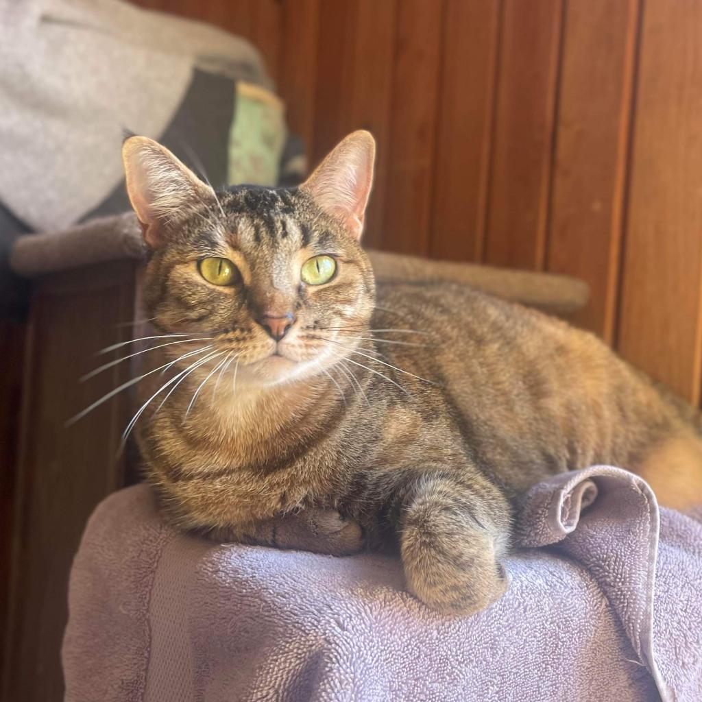 Momie, Adoptable, Senior Female Domestic Short Hair.