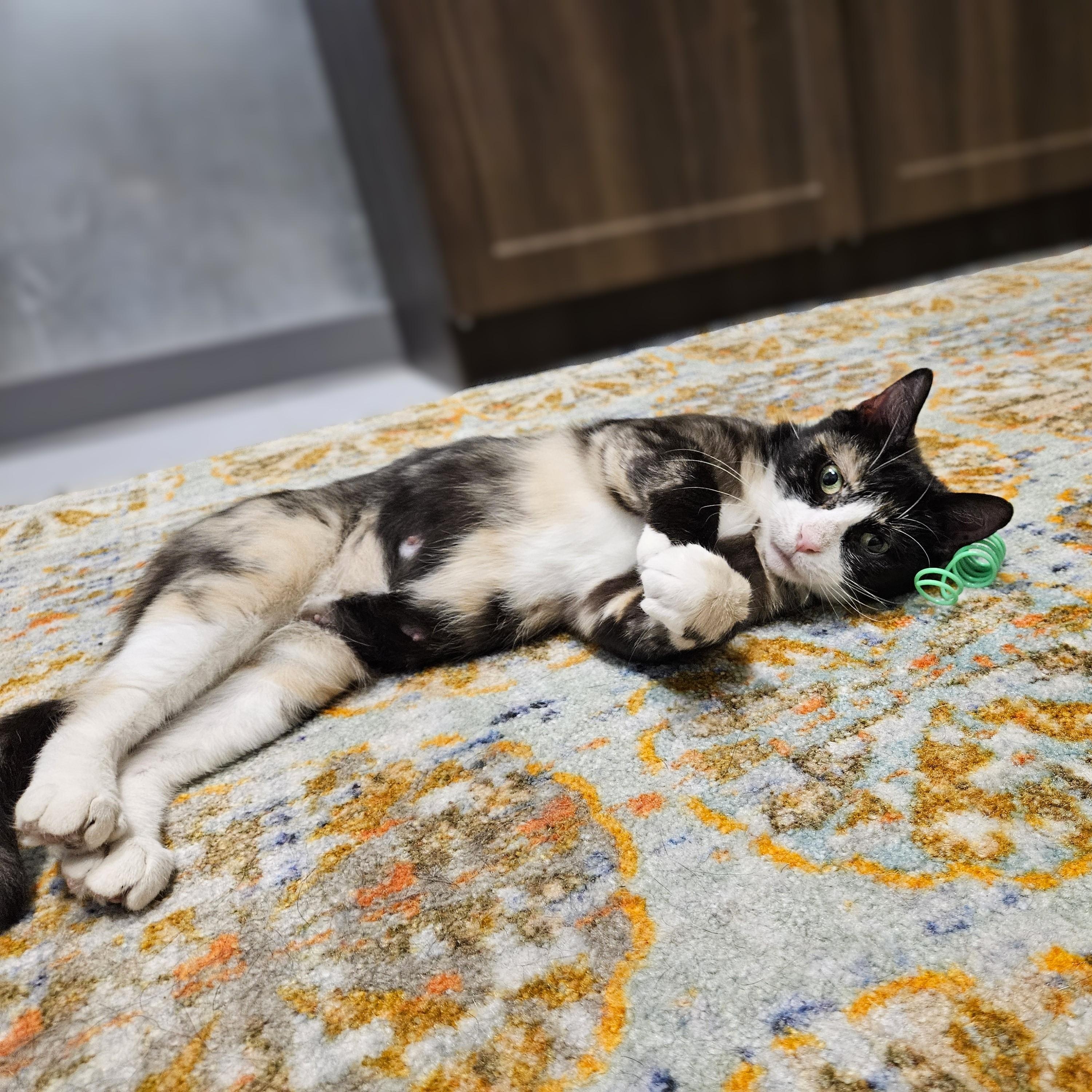 Duchess, a ADOPTABLE Domestic Short Hair in Endicott, NY image 3/4