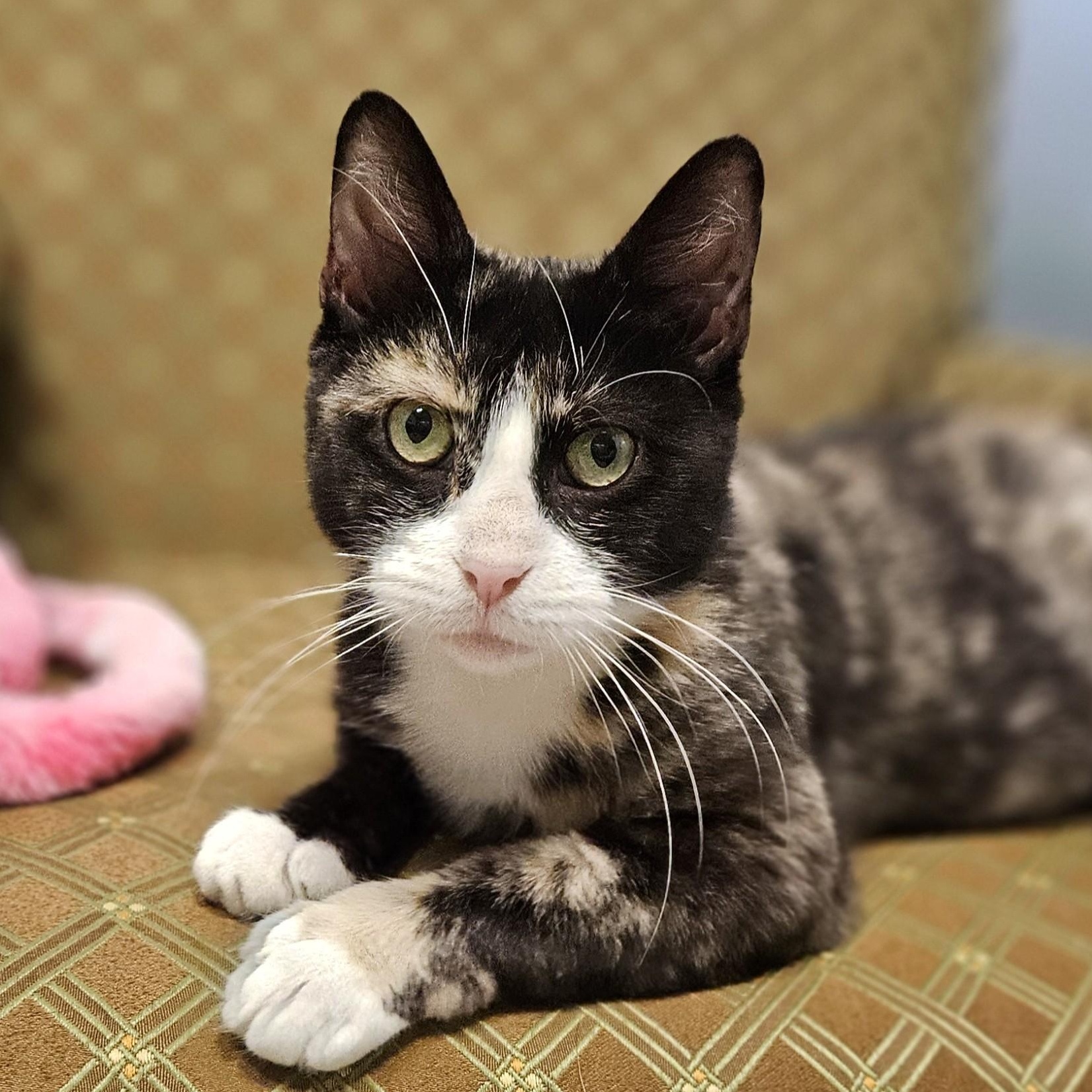 Duchess, ADOPTABLE, Adult Female Domestic Short Hair.