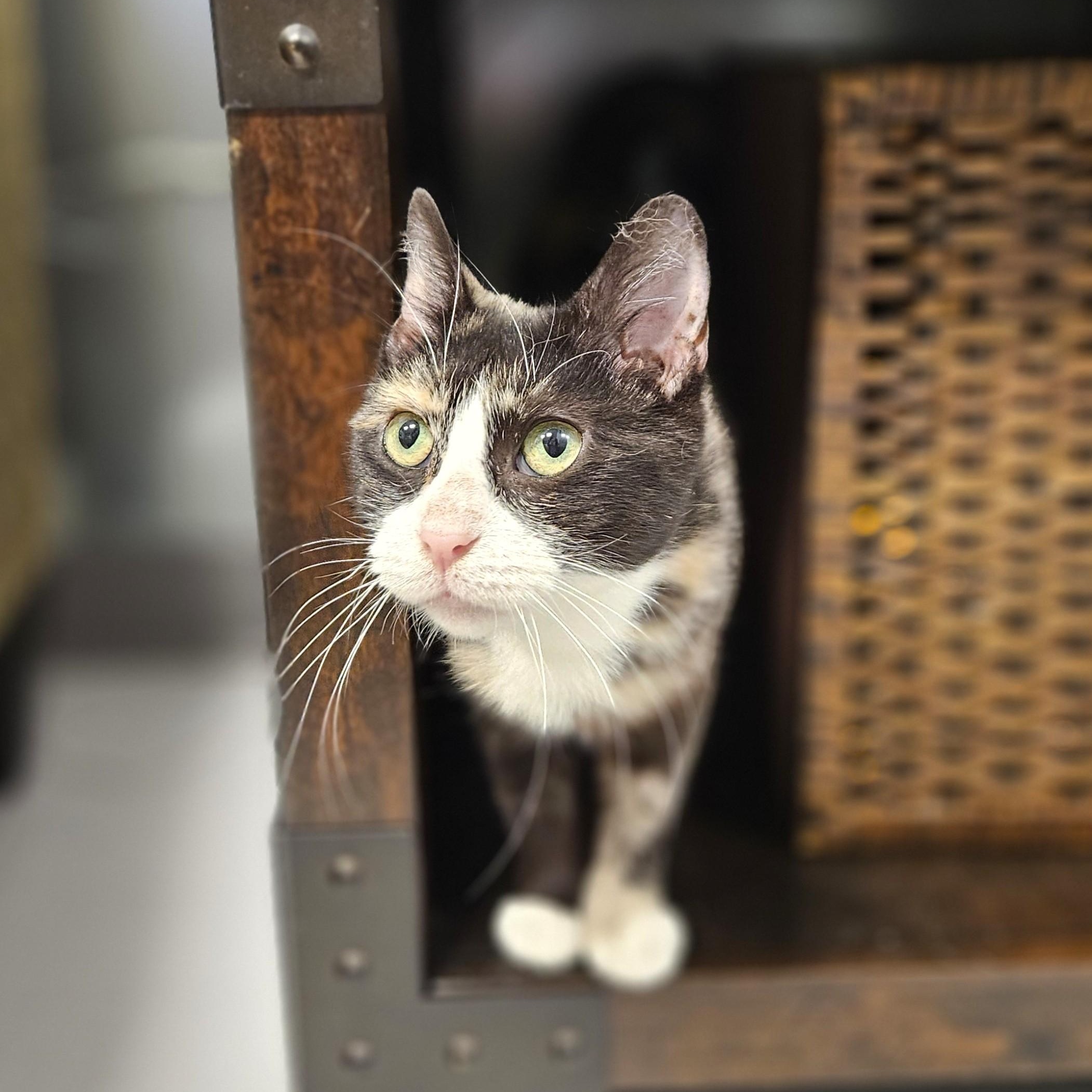 Duchess, a ADOPTABLE Domestic Short Hair in Endicott, NY image 2/4