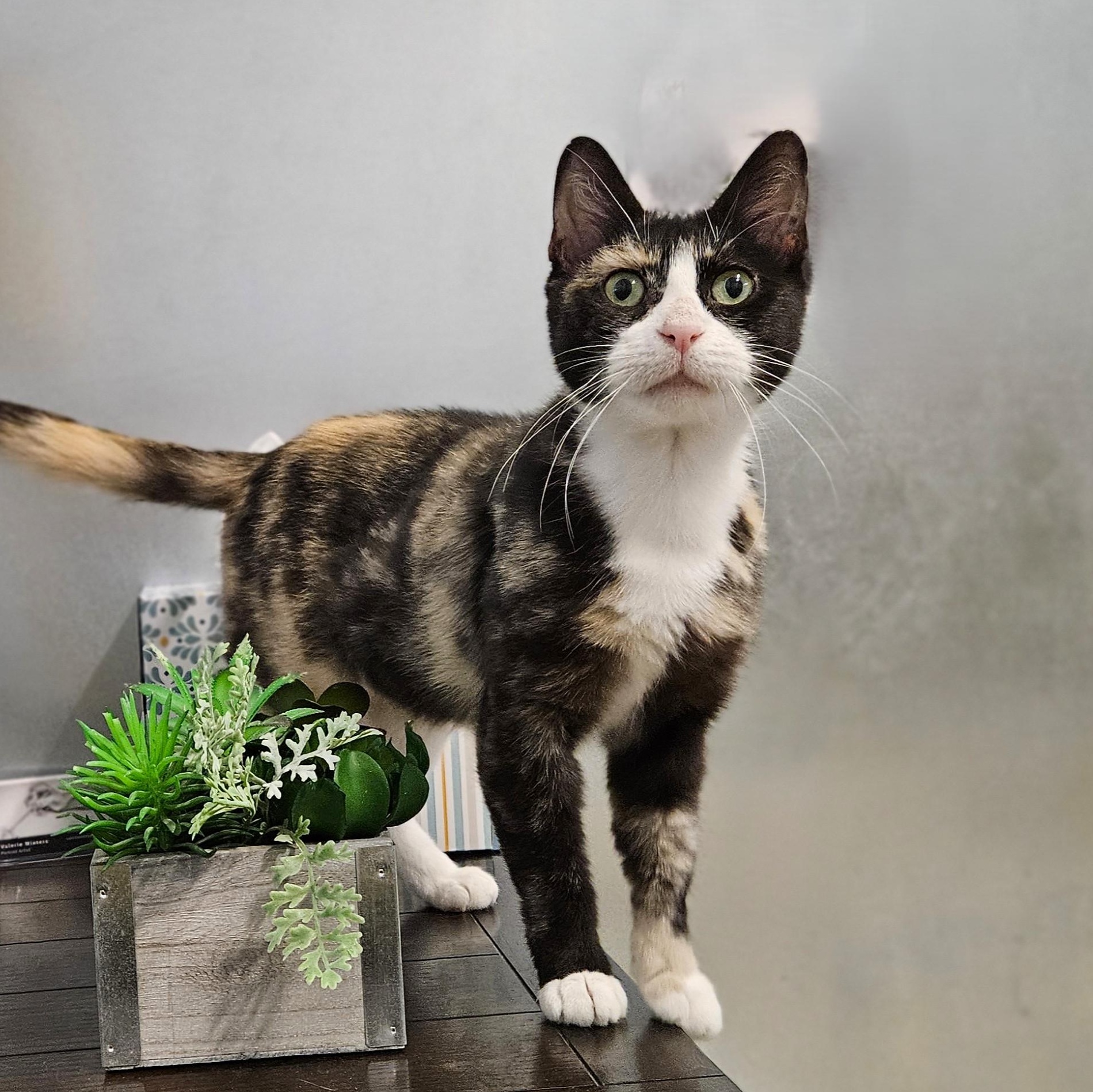 Duchess, a ADOPTABLE Domestic Short Hair in Endicott, NY image 4/4