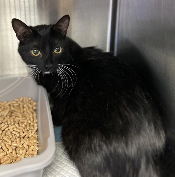 Sabrina, Adoptable, Young Female Domestic Long Hair.