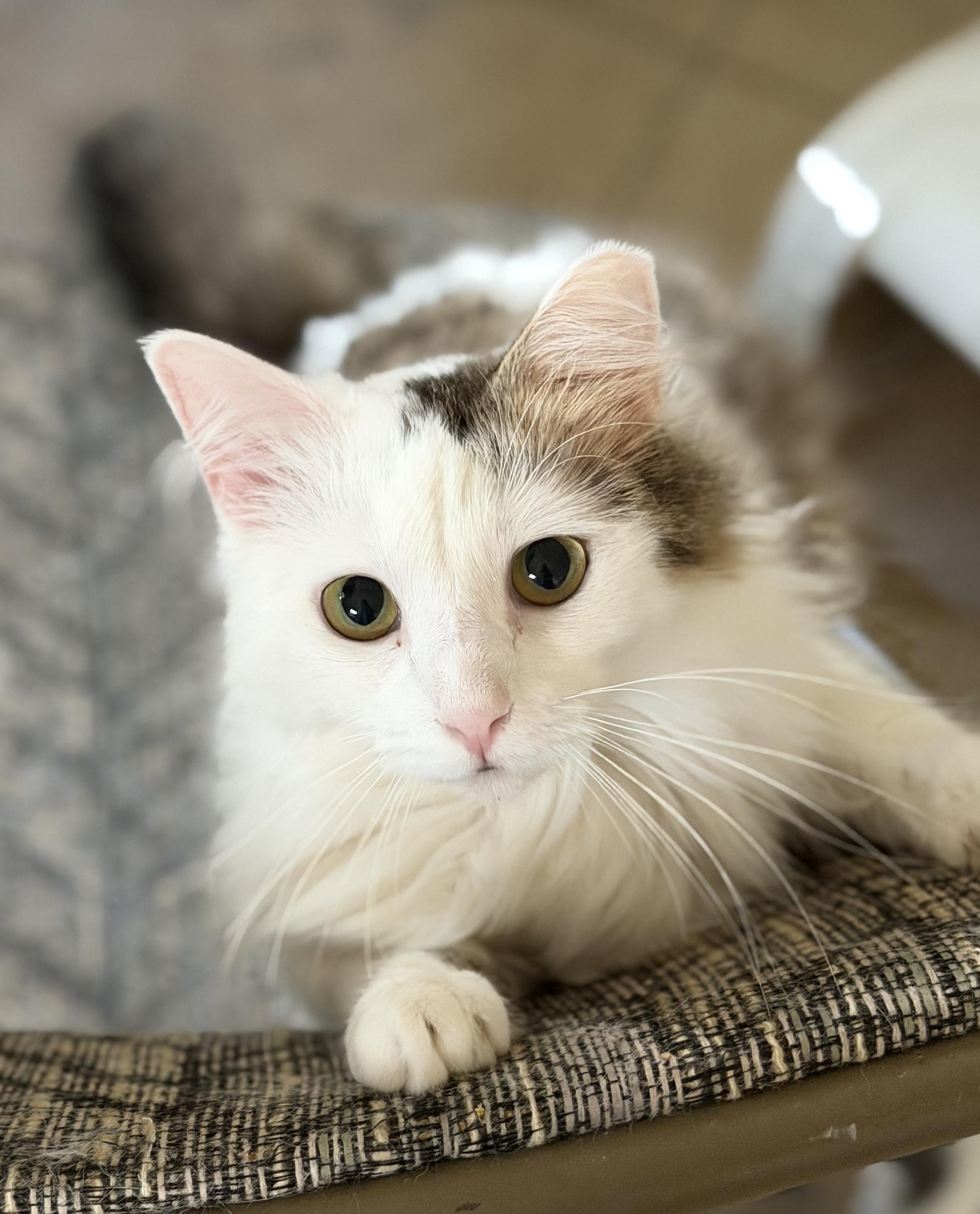 Dot (and Daisy), ADOPTABLE, Young Female Norwegian Forest Cat.