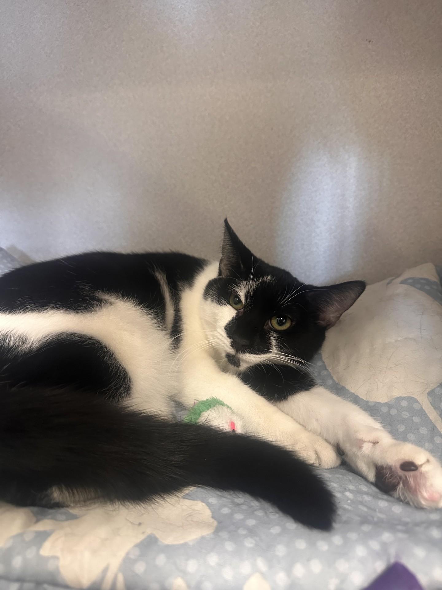 Kennedy, adopted, Young Female Domestic Short Hair.