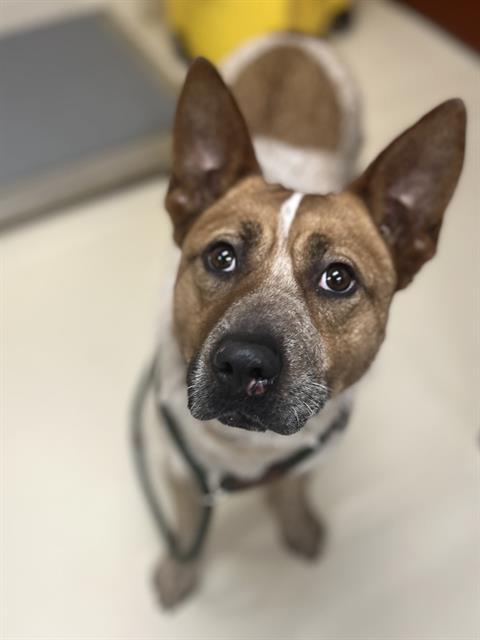Enlarge JOLENE, a Adoptable Australian Cattle Dog / Blue Heeler in Aliquippa, PA image 1/1
