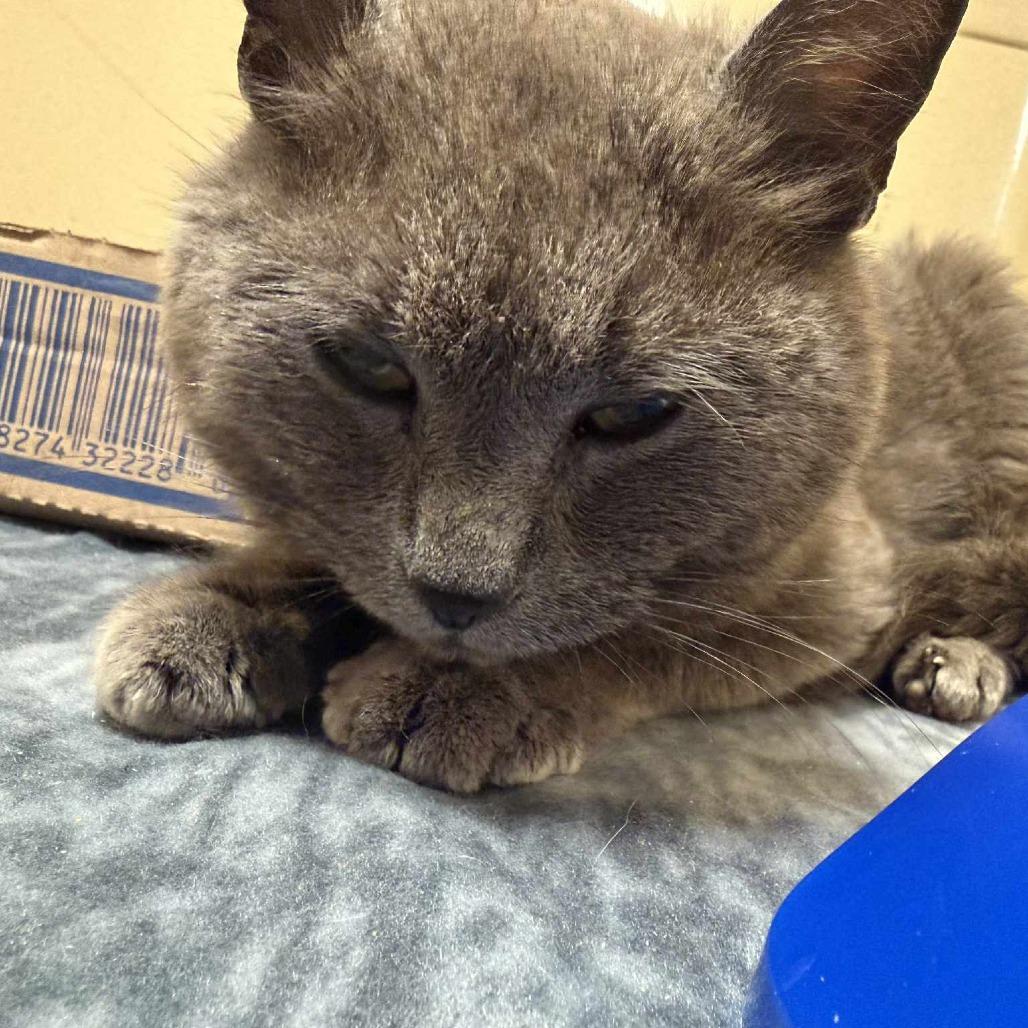 Lady grey, Adoptable, Senior Female Domestic Short Hair.