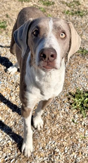 APACHE, Adoptable, Young Male Mixed Breed & Mixed Breed.