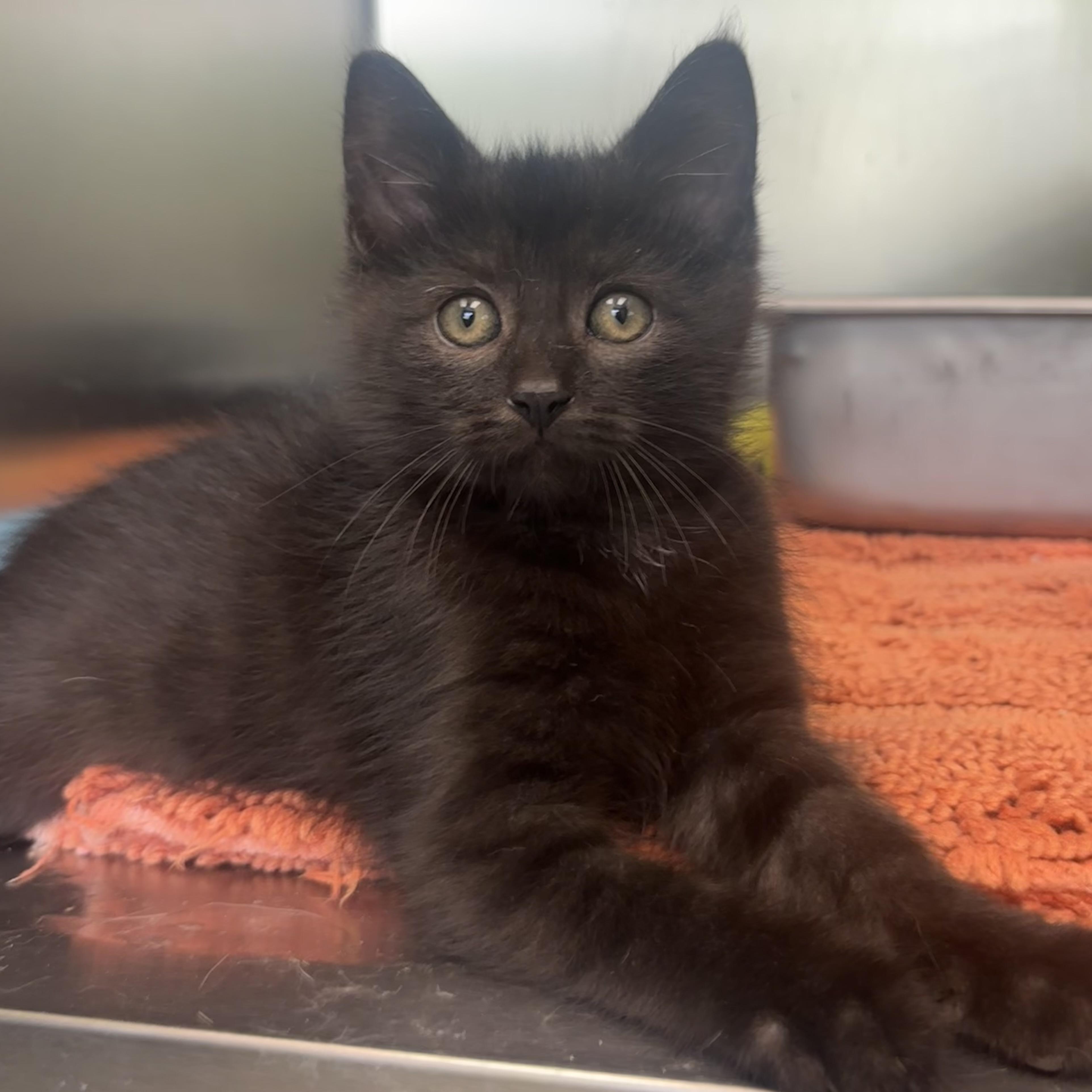 Mystery & Mork, a ADOPTABLE Domestic Short Hair in Waynesburg, PA image 4/6