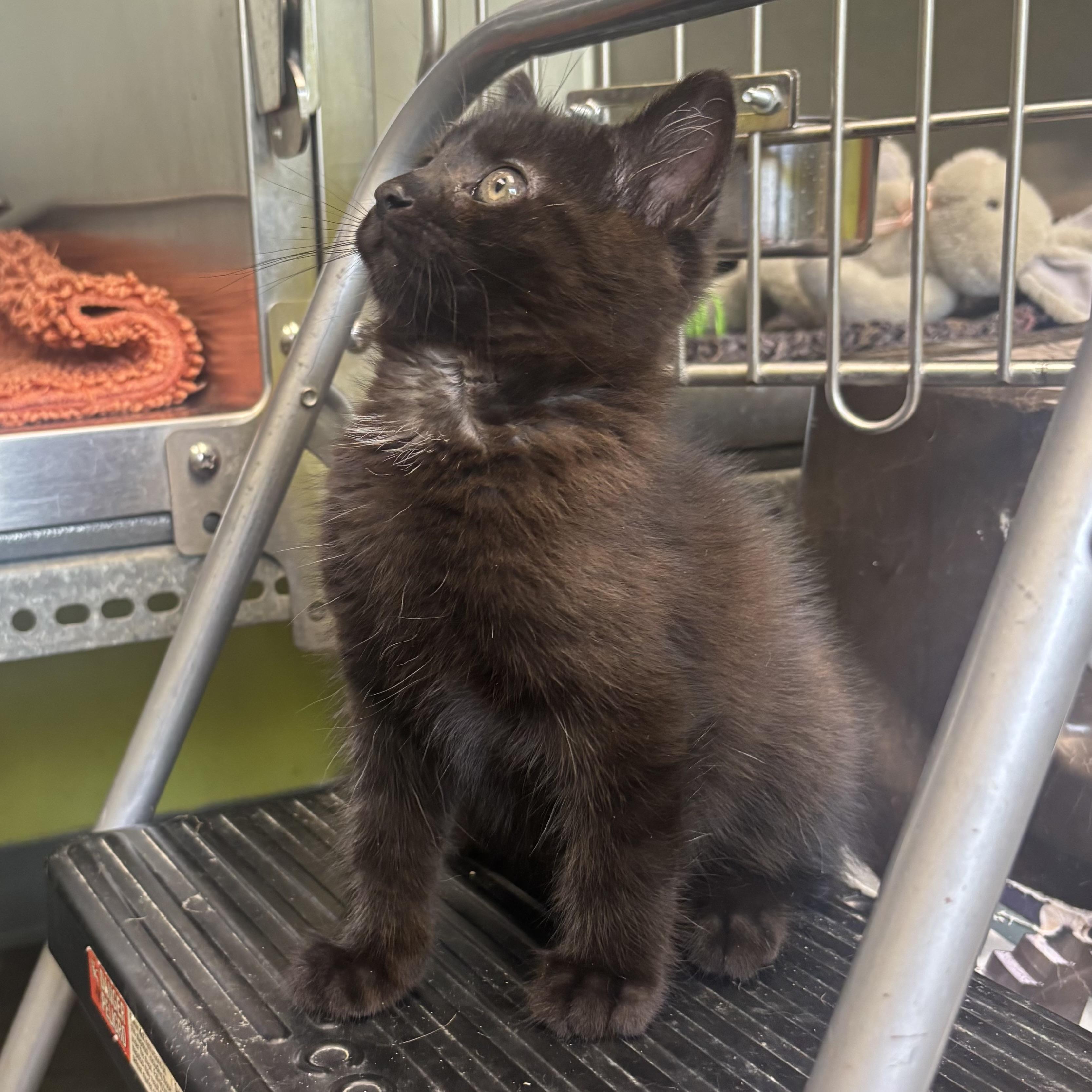 Mystery & Mork, a ADOPTABLE Domestic Short Hair in Waynesburg, PA image 2/6