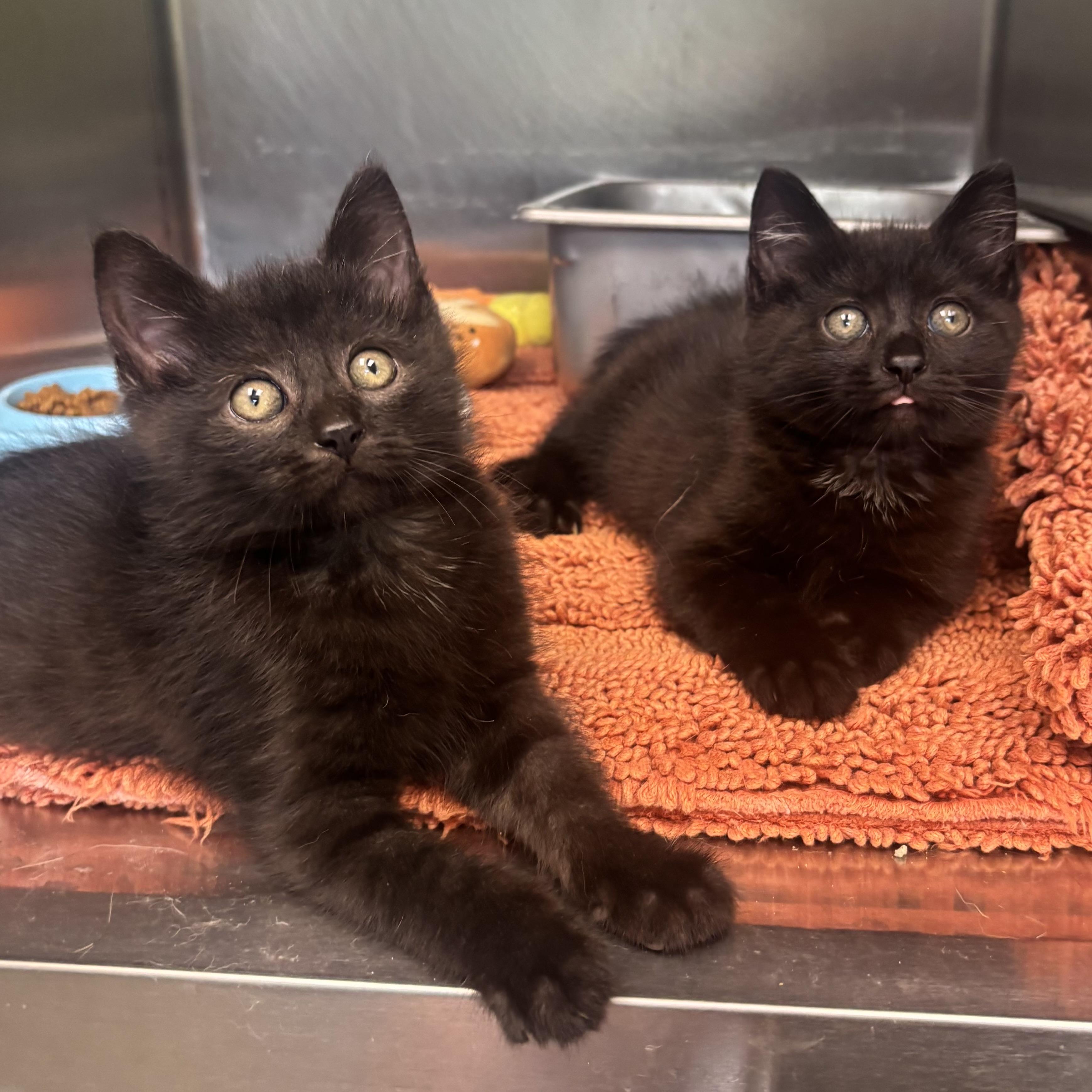 Mystery & Mork, a ADOPTABLE Domestic Short Hair in Waynesburg, PA image 1/6