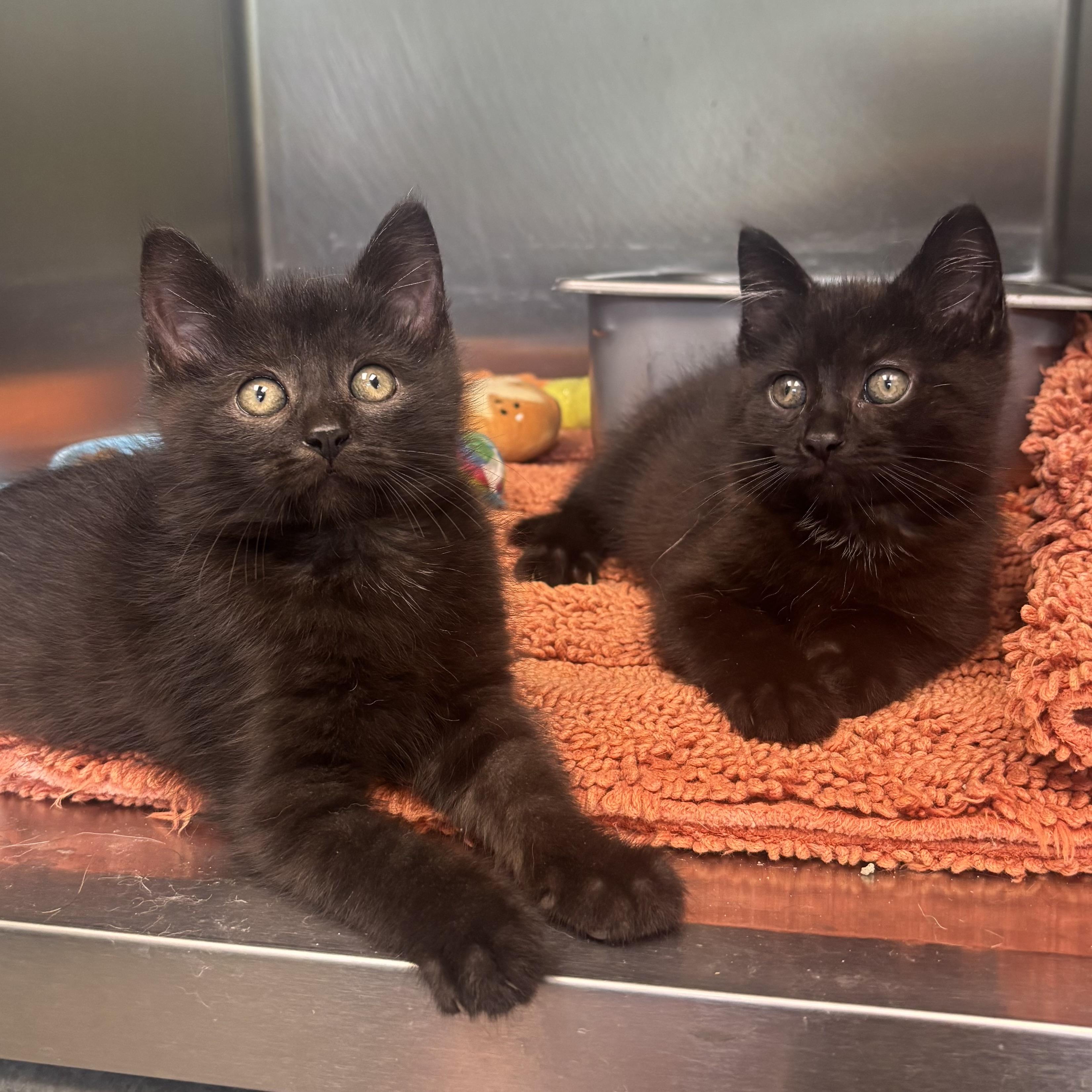 Mystery & Mork, a ADOPTABLE Domestic Short Hair in Waynesburg, PA image 5/6