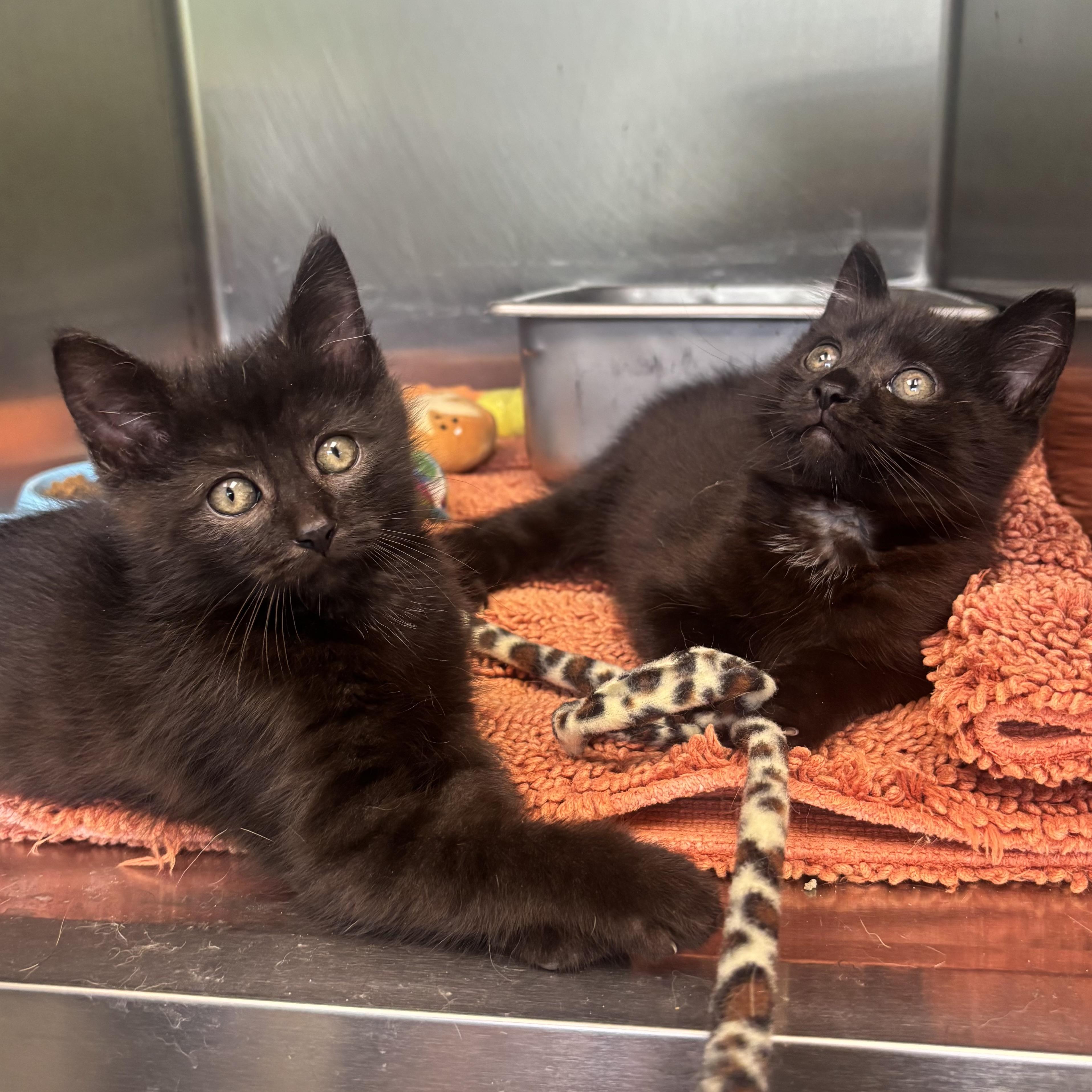 Mystery & Mork, a ADOPTABLE Domestic Short Hair in Waynesburg, PA image 6/6