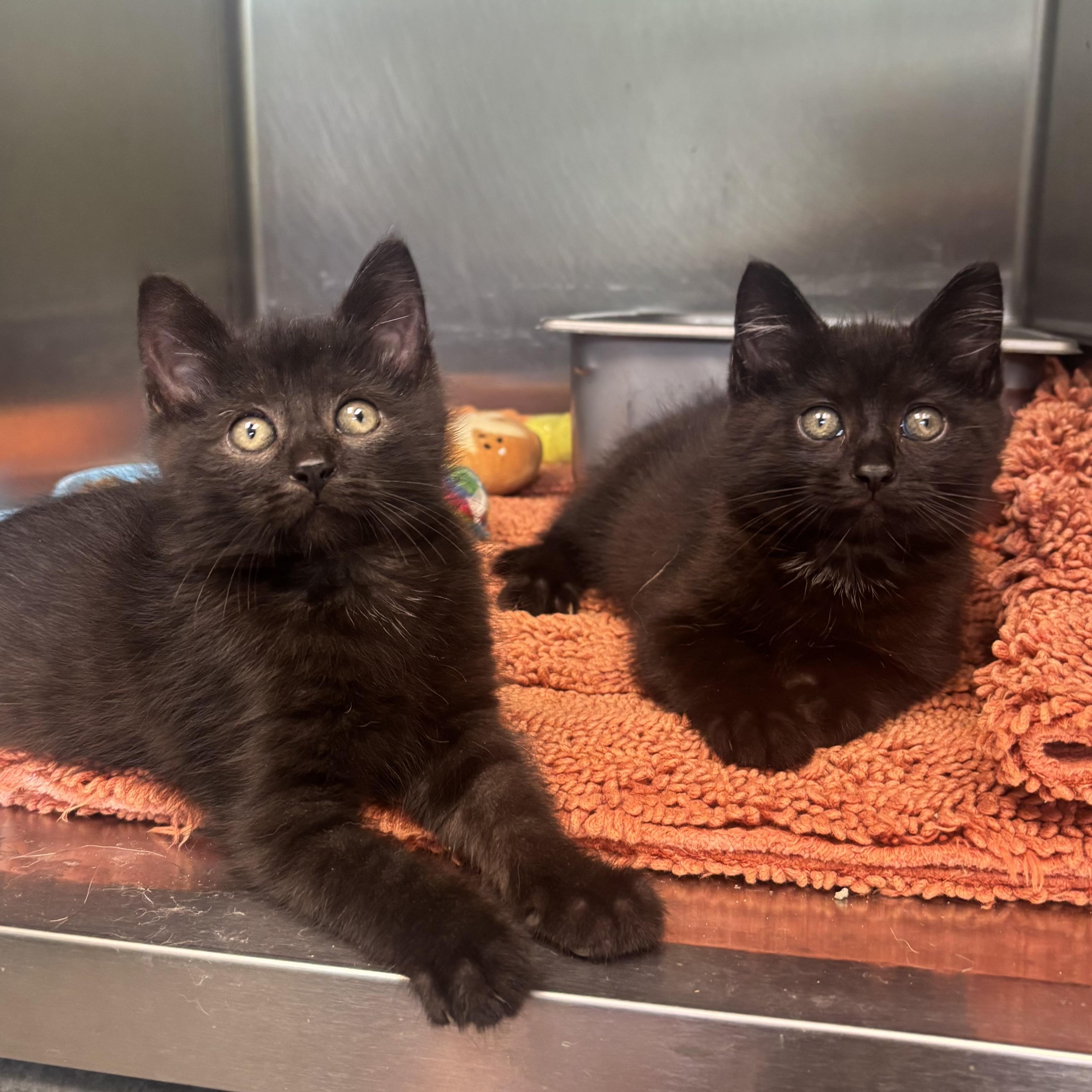 Mystery & Mork, a ADOPTABLE Domestic Short Hair in Waynesburg, PA image 3/6