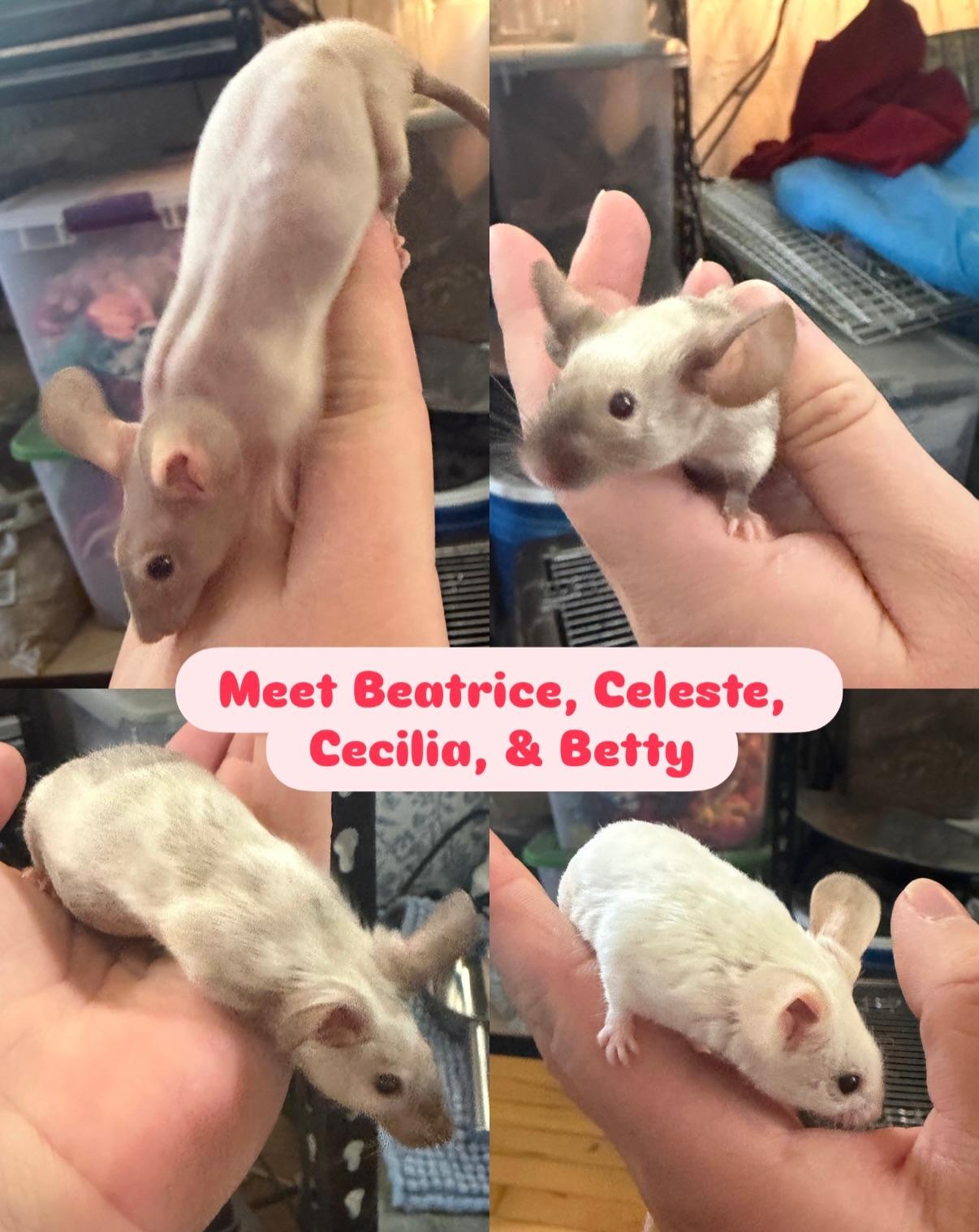 Celeste, Cecelia, Beatrice, Betty, ADOPTABLE, Young Female Mouse.