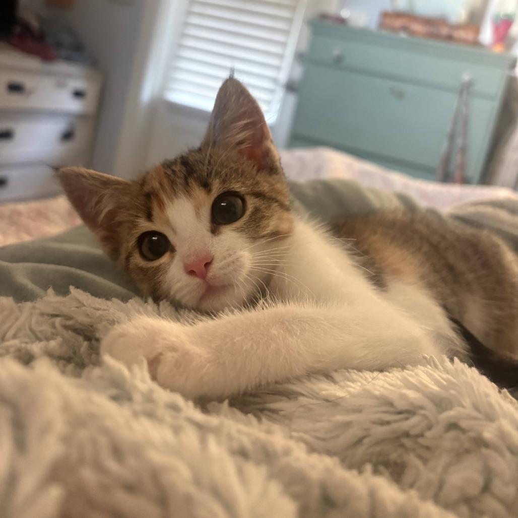 Biscuit, Adoptable, Kitten Female Domestic Short Hair.