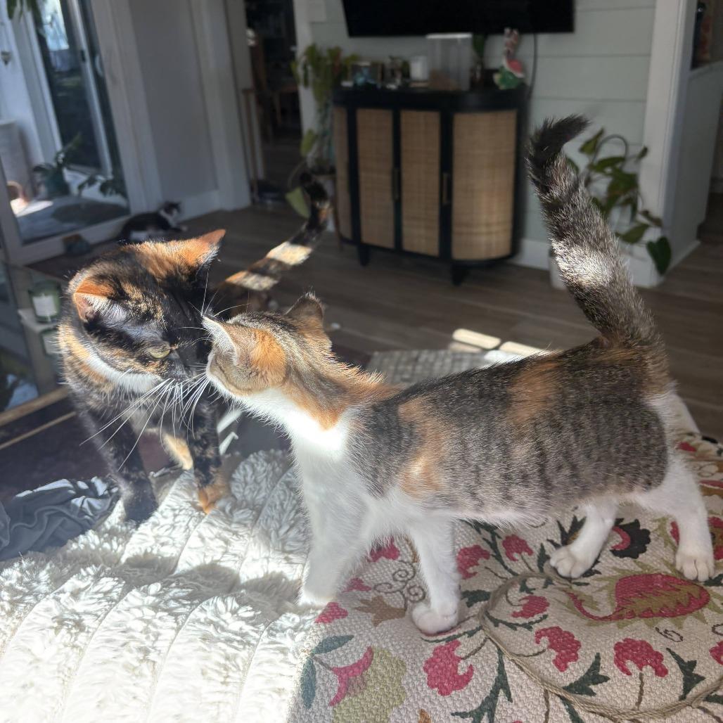 Enlarge Biscuit, a Adoptable Domestic Short Hair in Hollister, FL image 2/6