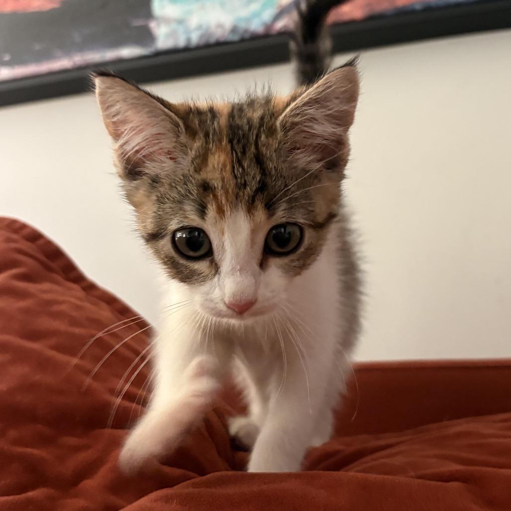 Enlarge Biscuit, a Adoptable Domestic Short Hair in Hollister, FL image 4/6