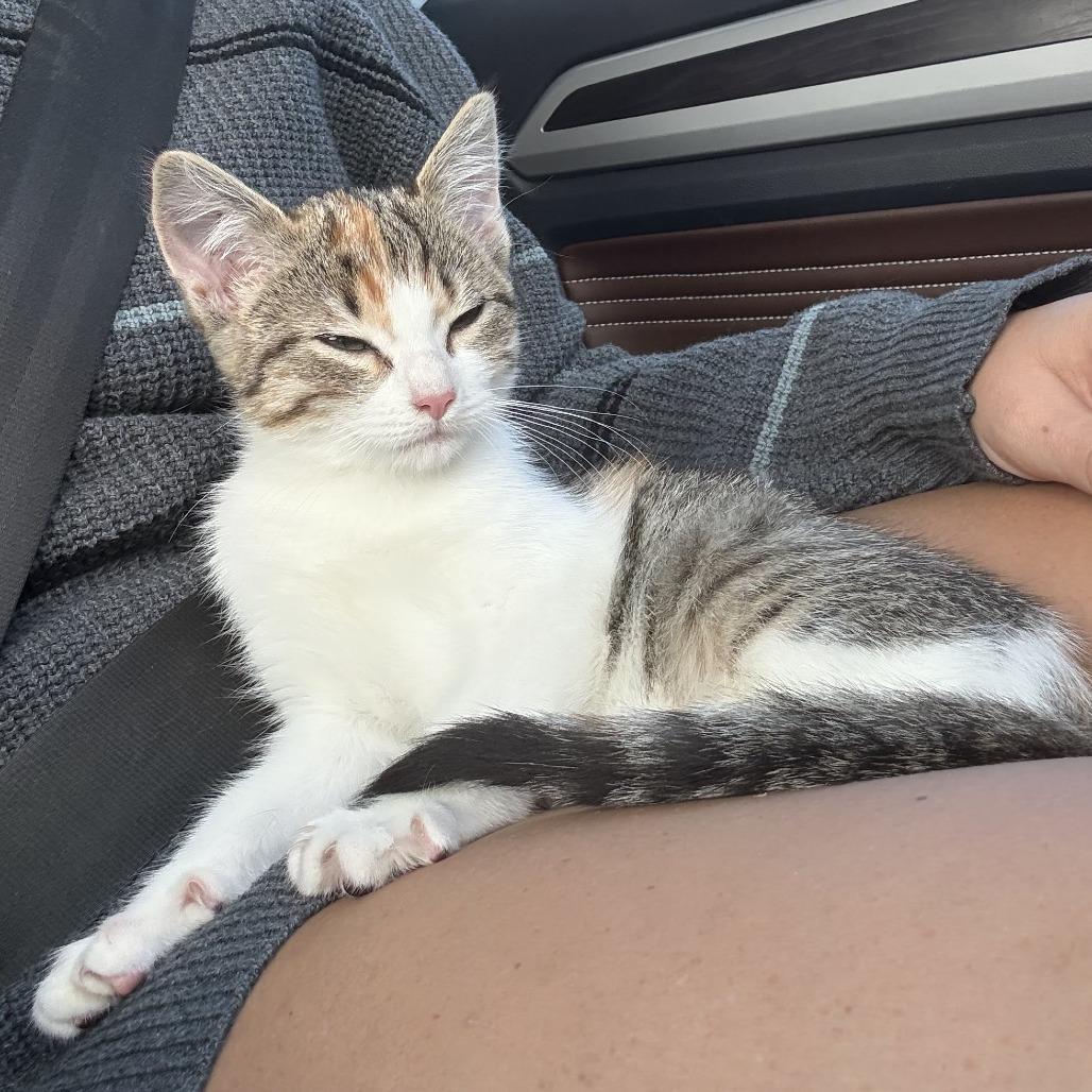 Enlarge Biscuit, a Adoptable Domestic Short Hair in Hollister, FL image 5/6