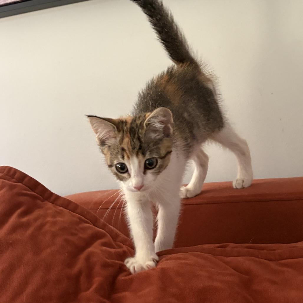 Enlarge Biscuit, a Adoptable Domestic Short Hair in Hollister, FL image 6/6