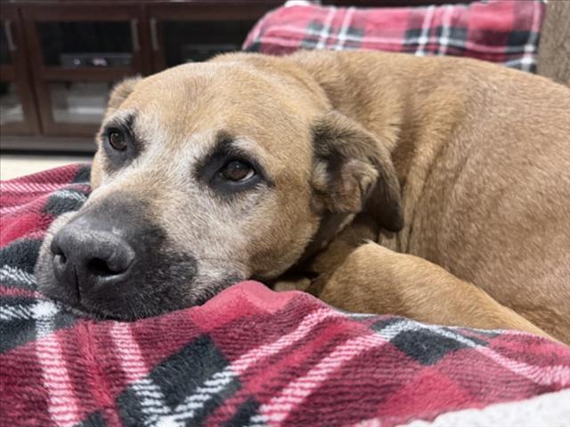 Enlarge LANDO, a Adoptable mixed breed in Derwood, MD image 1/1