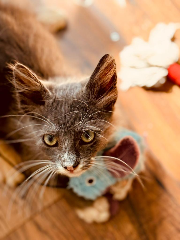 Smokey, Adoptable, Kitten Male American Shorthair.