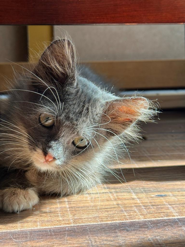 Enlarge Smokey, a Adoptable American Shorthair in HUNTINGTON BEACH, CA image 2/5