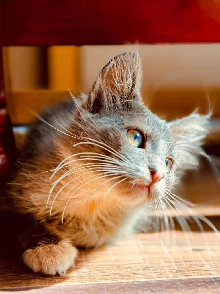 Enlarge Smokey, a Adoptable American Shorthair in HUNTINGTON BEACH, CA image 3/5