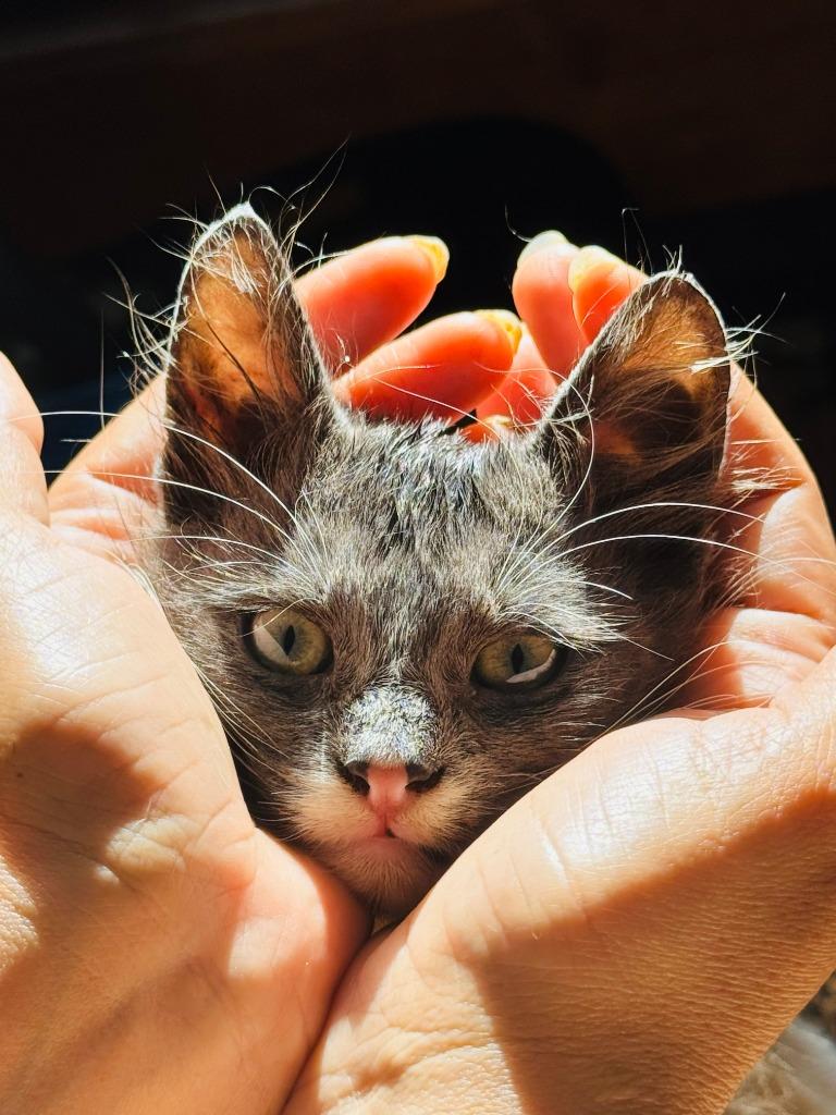 Enlarge Smokey, a Adoptable American Shorthair in HUNTINGTON BEACH, CA image 4/5