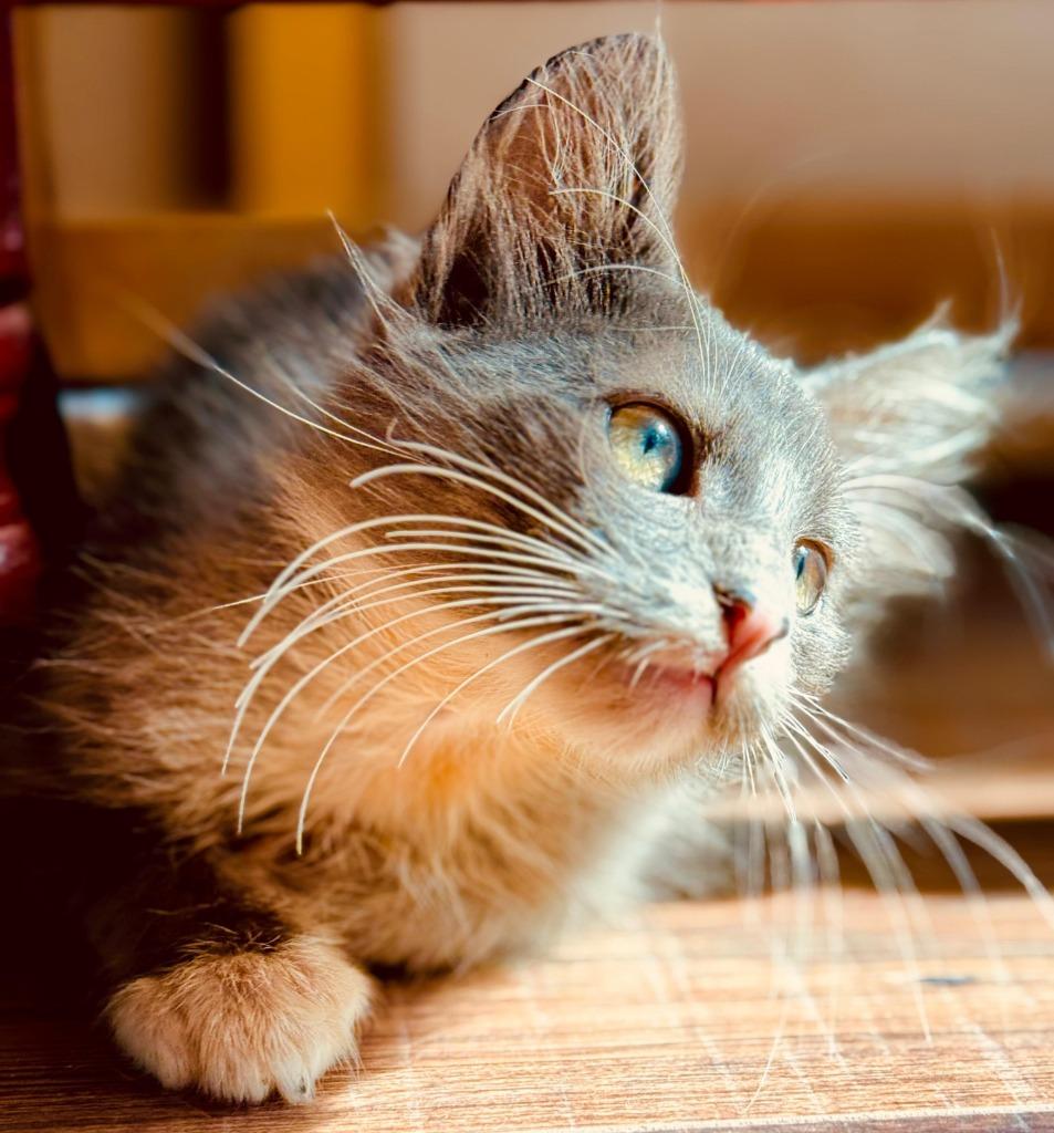 Enlarge Smokey, a Adoptable American Shorthair in HUNTINGTON BEACH, CA image 5/5