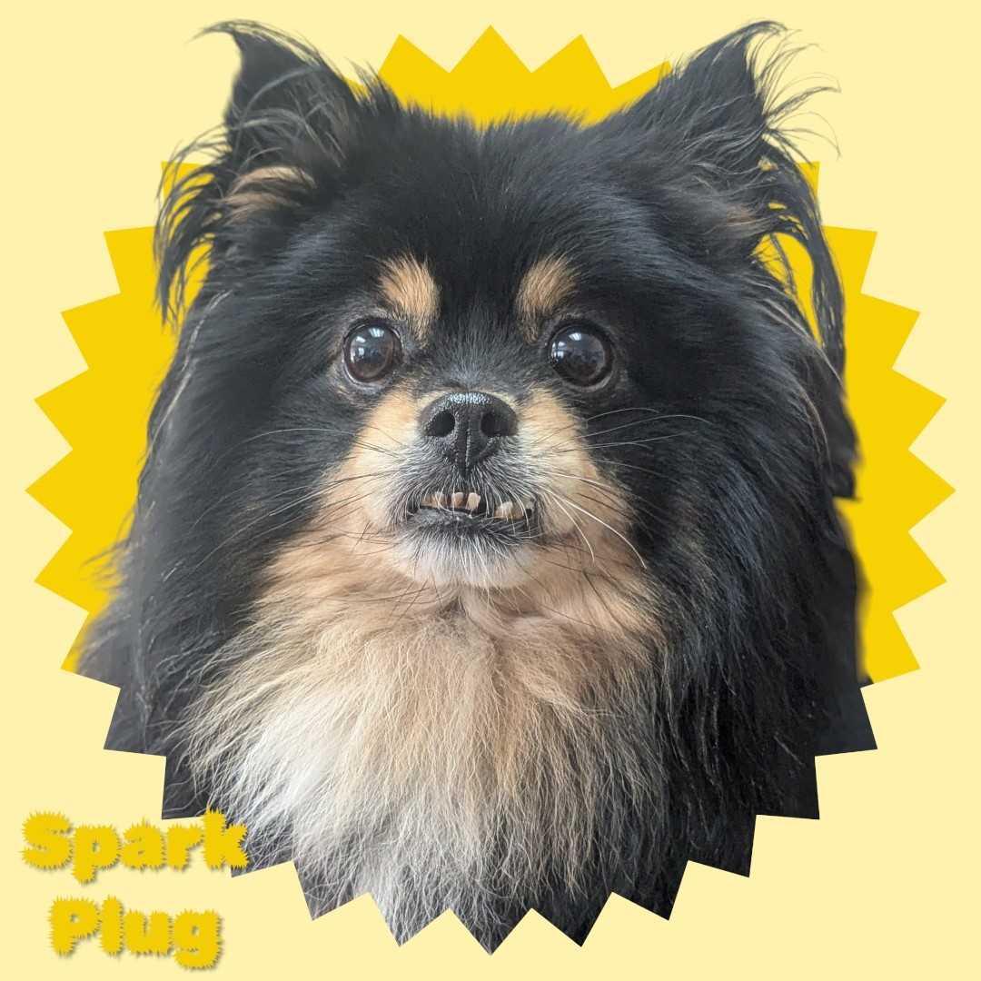 Spark Plug - Seeking Foster, ADOPTABLE, Senior Male Pomeranian.
