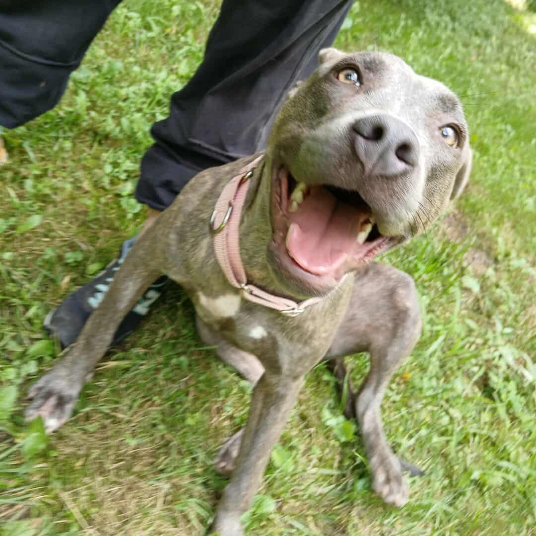 Xena, a Adoptable mixed breed in Saugerties, NY image 3/6