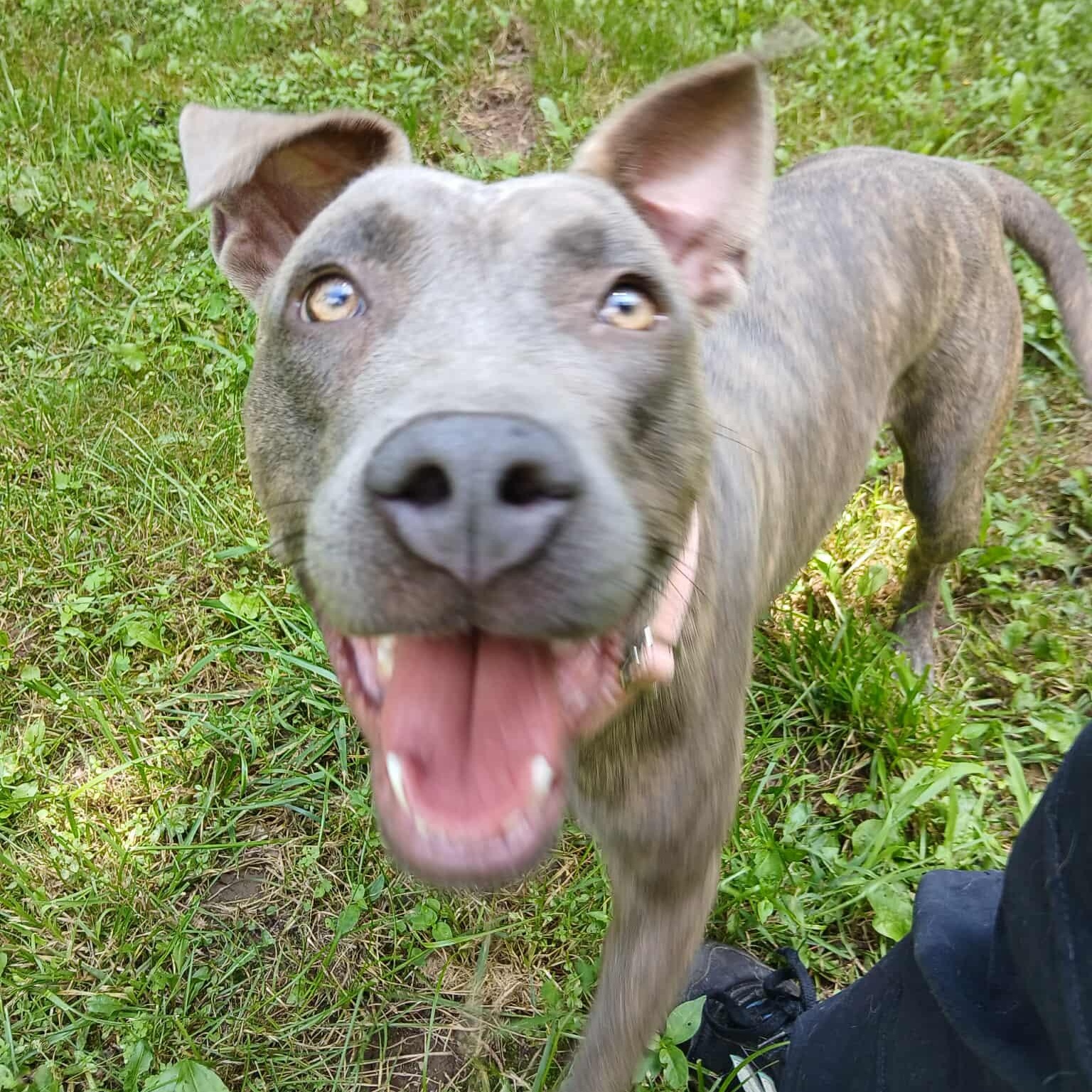 Xena, Adoptable, Young Female Mixed Breed.