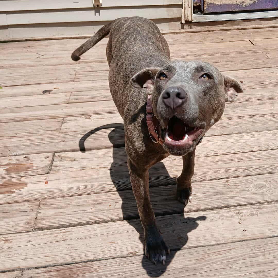 Xena, a Adoptable mixed breed in Saugerties, NY image 4/6