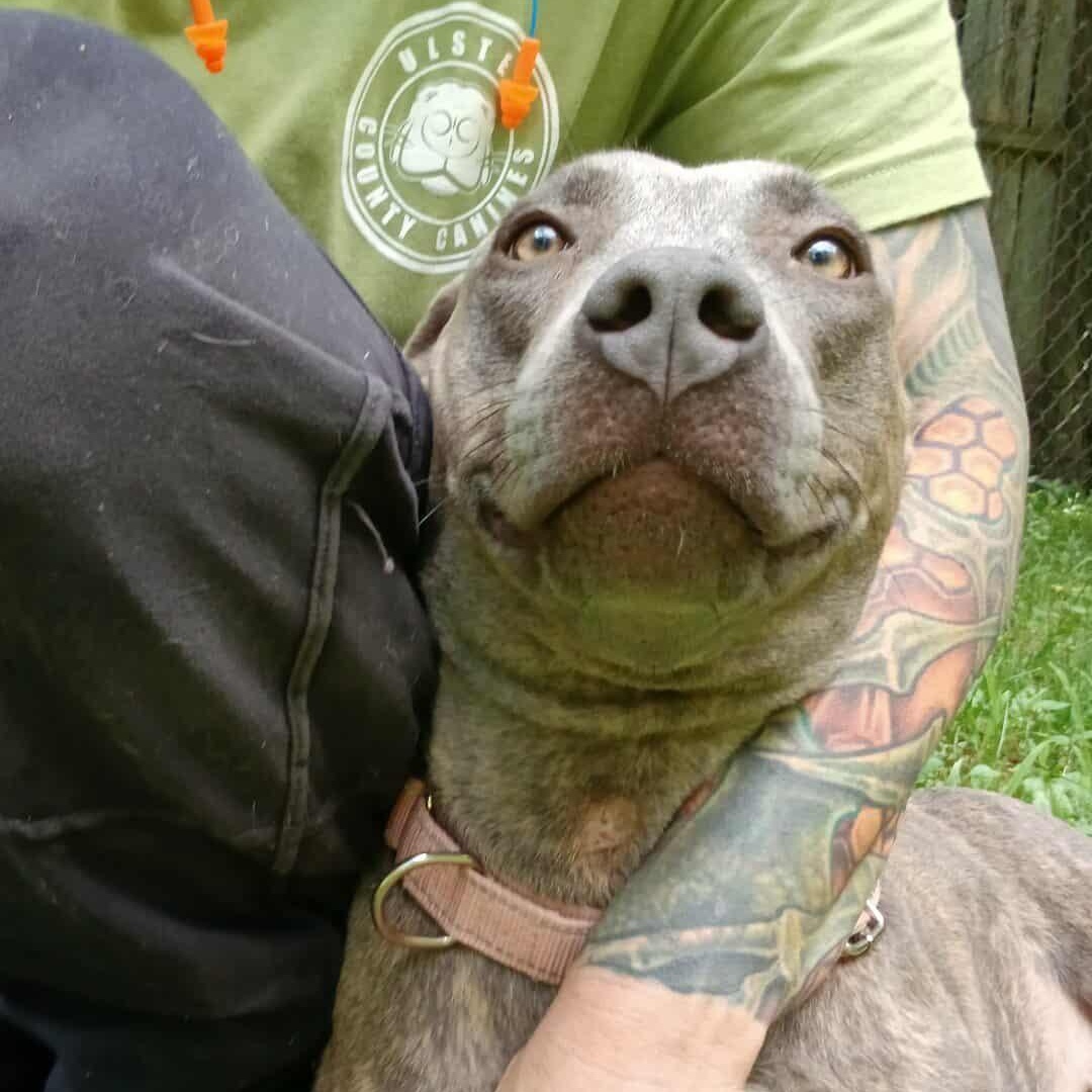 Xena, a Adoptable mixed breed in Saugerties, NY image 2/6