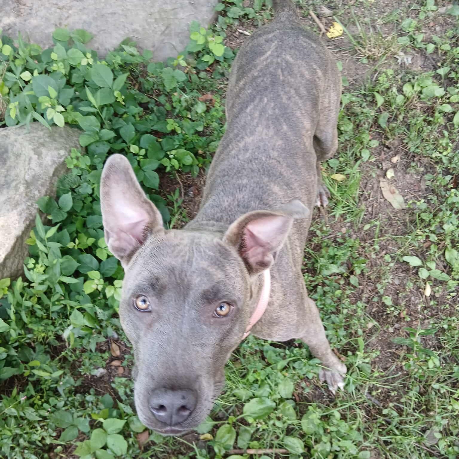 Xena, a Adoptable mixed breed in Saugerties, NY image 5/6