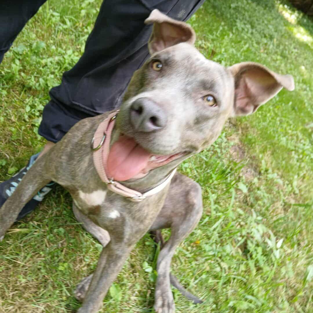 Xena, a Adoptable mixed breed in Saugerties, NY image 6/6