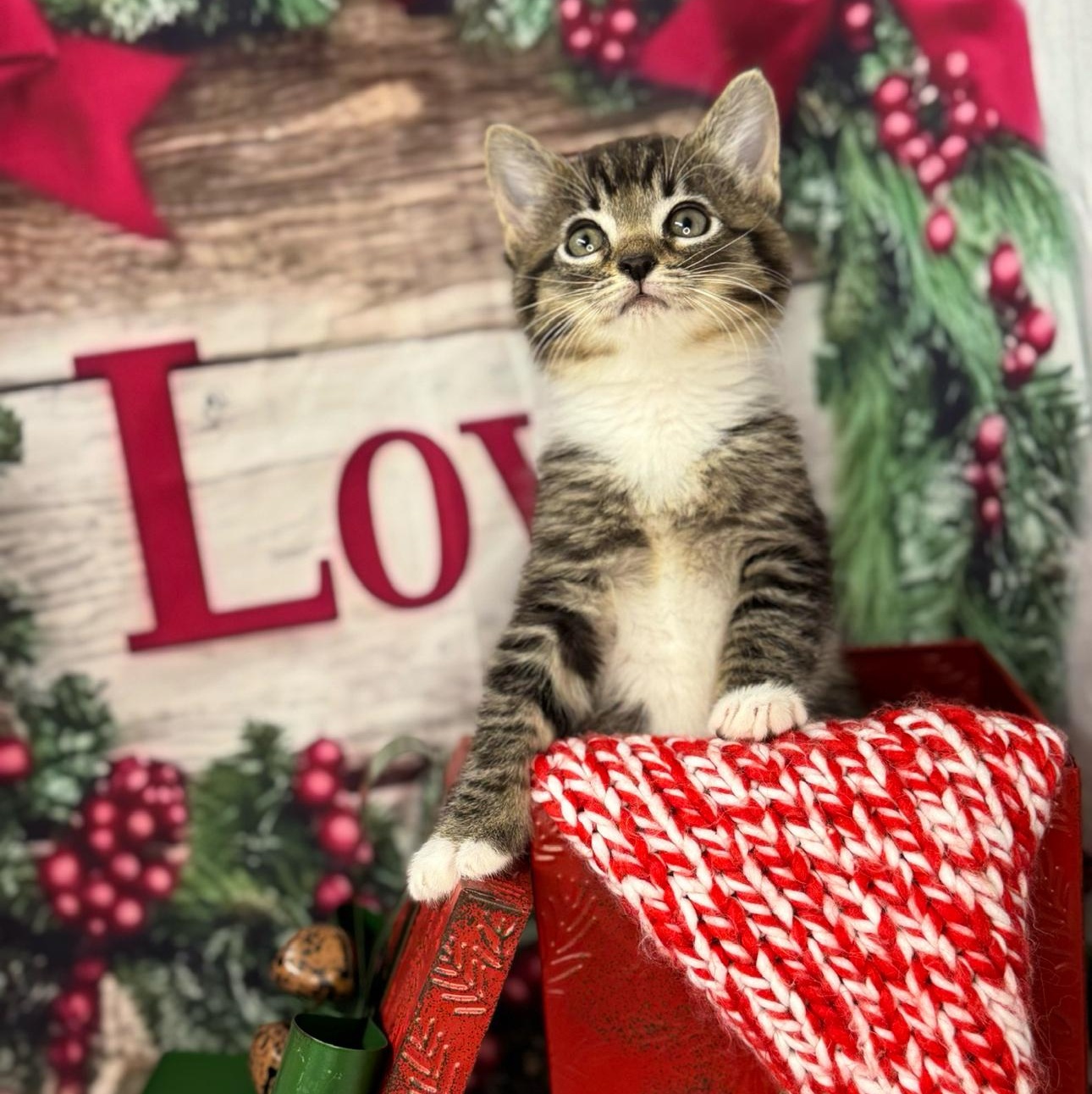 Gingerbread thumbnail 2