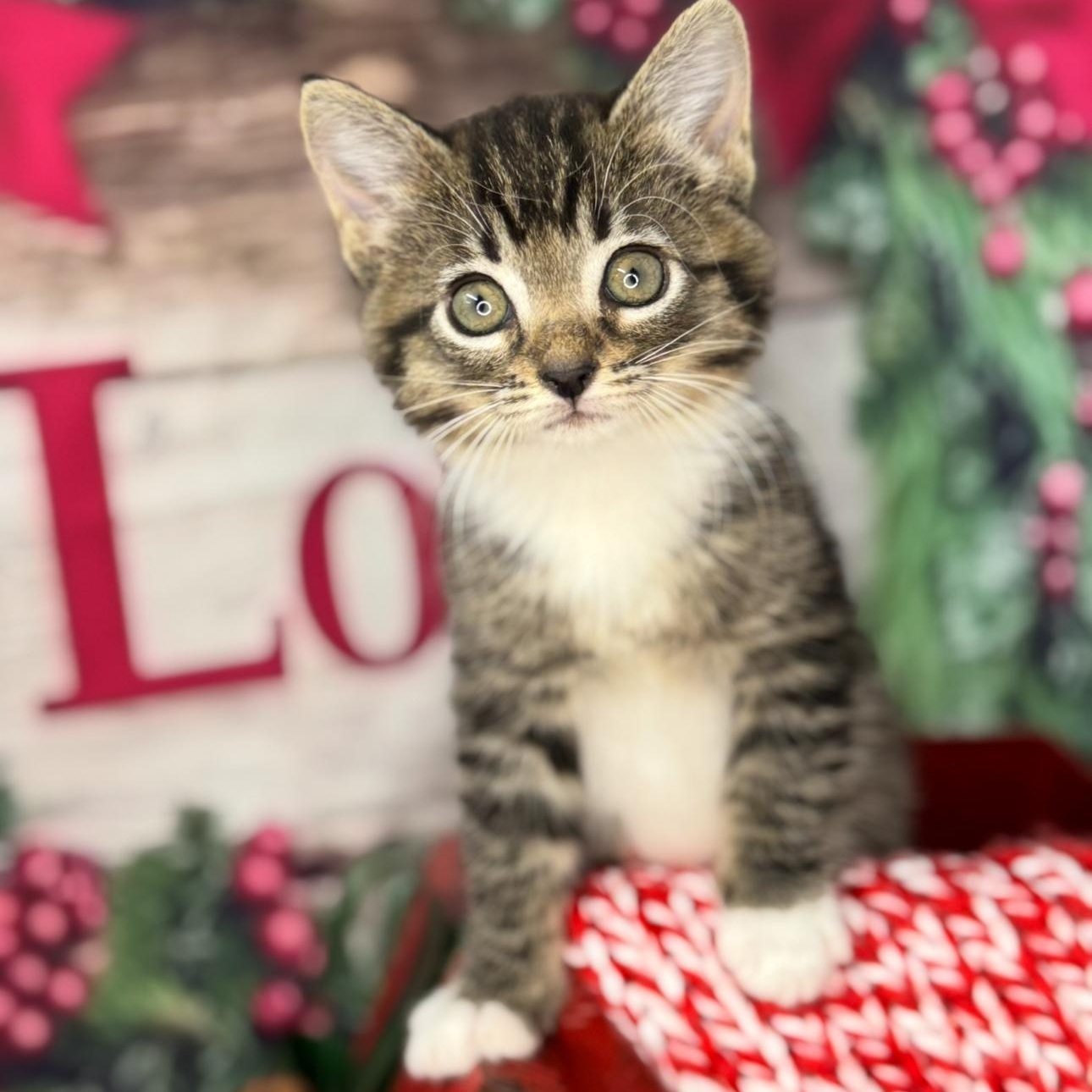 Gingerbread thumbnail 3