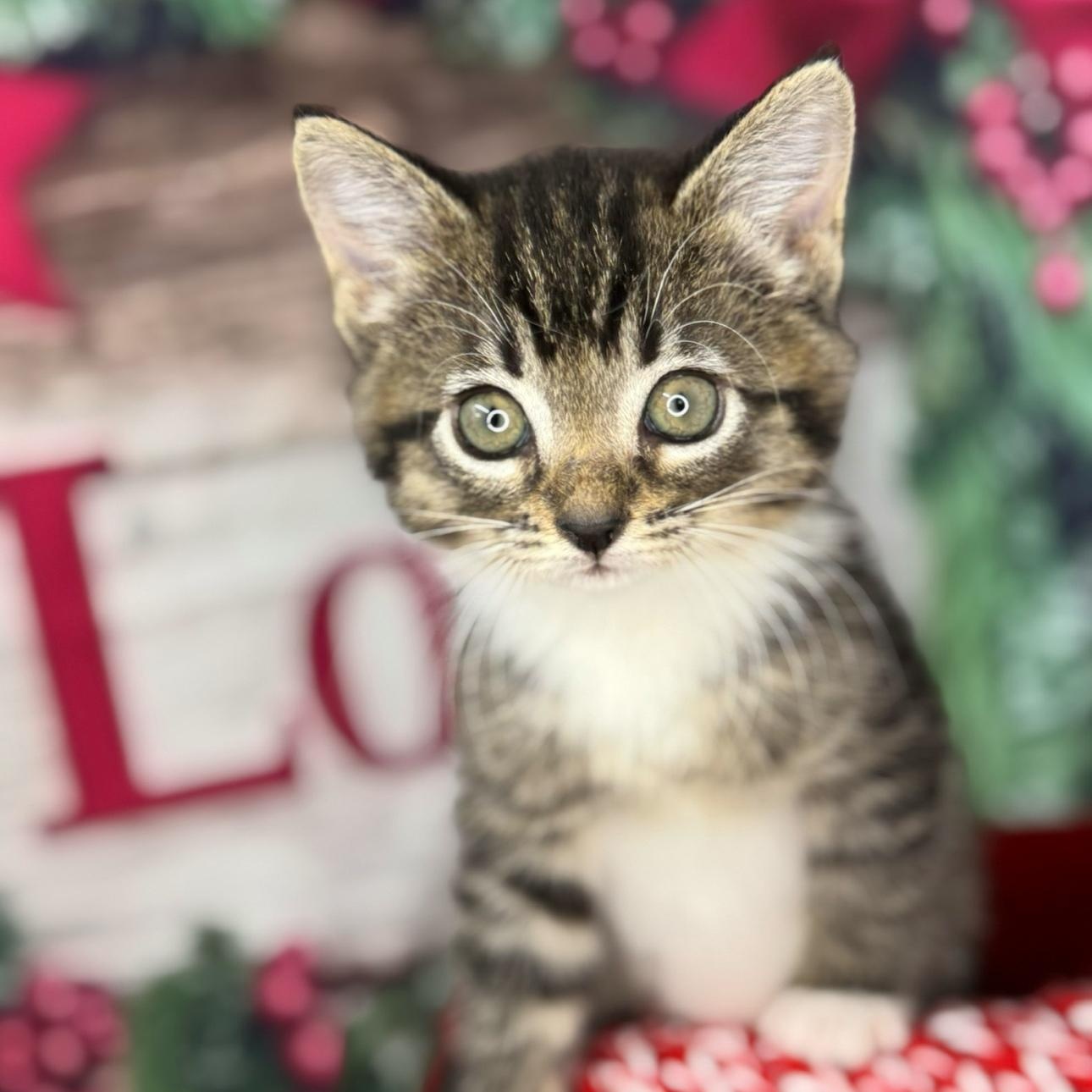 Gingerbread thumbnail 5