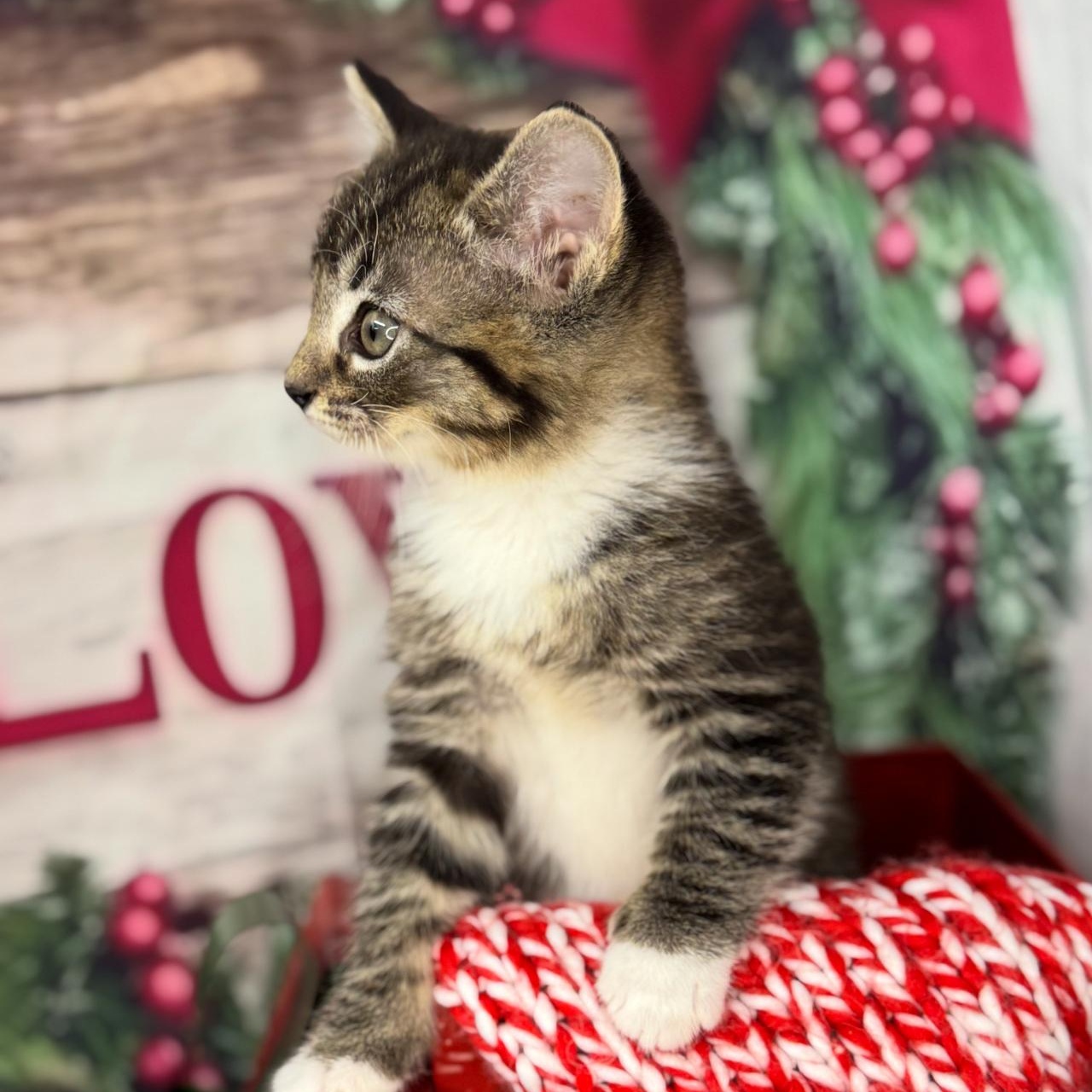 Gingerbread thumbnail 6