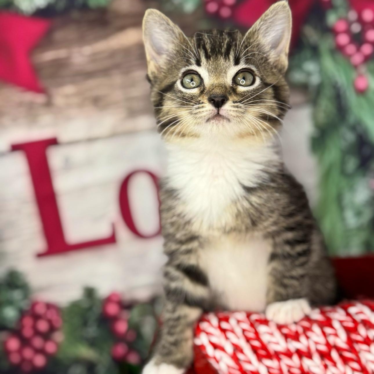 Gingerbread thumbnail 7