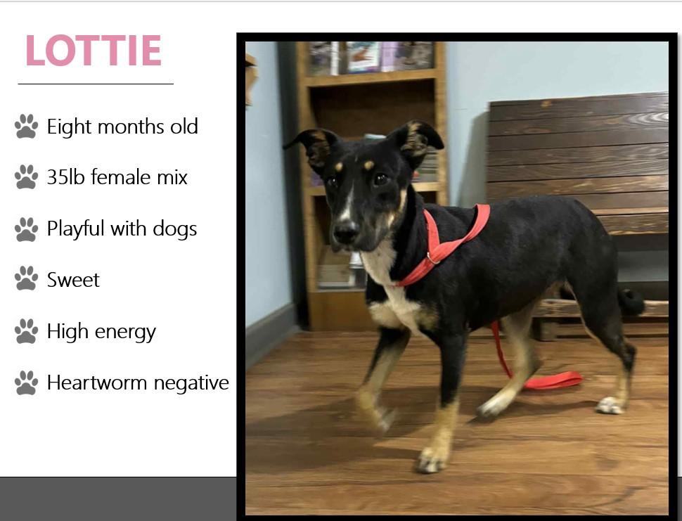 Foster LOTTIE!
