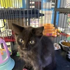 Sally, a ADOPTABLE Domestic Short Hair in Midland, MI image 2/5